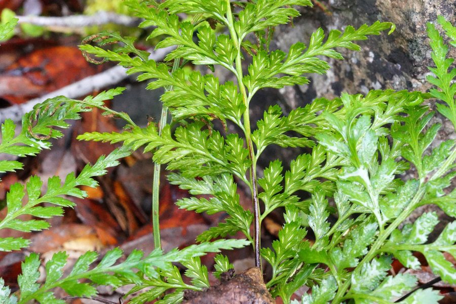 Asplenium onopteris / Asplenio maggiore